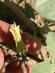 Datura arenicola