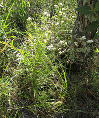 Solidago ptarmicoides