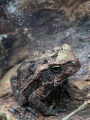 Rhinella horribilis