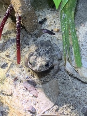 Rhinella humboldti