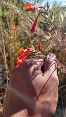 Epilobium canum