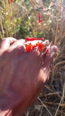 Epilobium canum