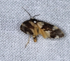 Philenora elegans