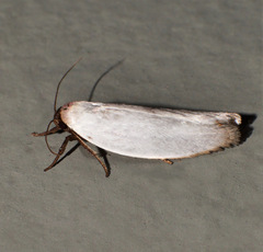 Scieropepla