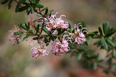 Grevillea sericea