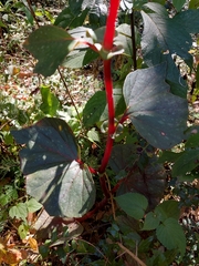 Begonia tapatia