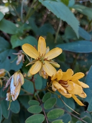 Senna foetidissima