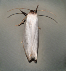 Scieropepla