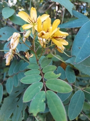 Senna foetidissima