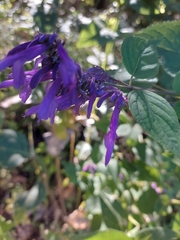 Salvia purpurea