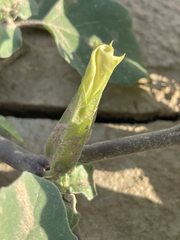 Datura arenicola