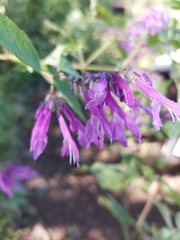 Salvia purpurea