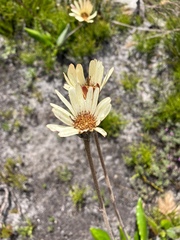 Gerbera tomentosa