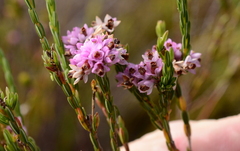 Erica corifolia