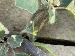 Datura arenicola