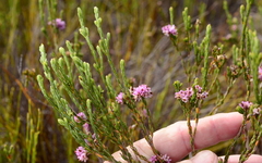 Erica corifolia