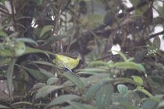 Ramphocelus flammigerus icteronotus