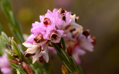 Erica corifolia