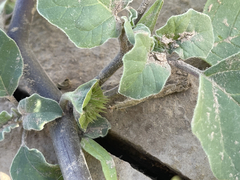 Datura arenicola