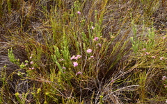 Erica corifolia