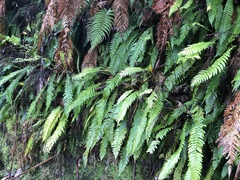 Blechnum chambersii