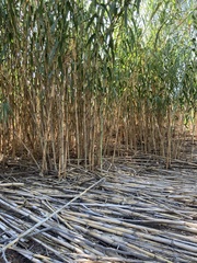 Arundo