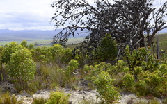 Eucalyptus conferruminata
