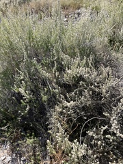 Brickellia laciniata