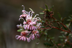 Grevillea sericea