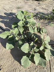 Datura arenicola