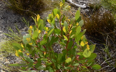 Eucalyptus conferruminata