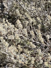 Brickellia laciniata