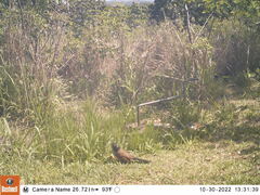 Centropus superciliosus burchellii