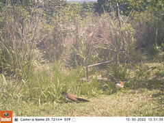 Centropus superciliosus burchellii