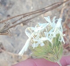 Leptosiphon grandiflorus