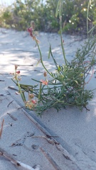 Indigofera heterophylla