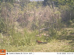 Centropus superciliosus burchellii