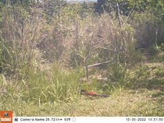 Centropus superciliosus burchellii