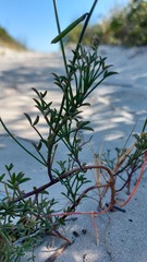 Indigofera heterophylla