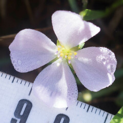 Pterolepis glomerata