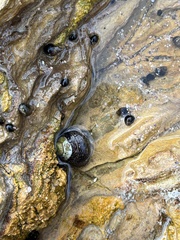 Trochoidea