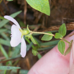 Pterolepis glomerata