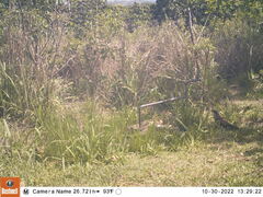 Centropus superciliosus burchellii