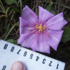 Melastoma septemnervium