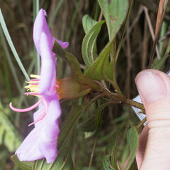 Melastoma septemnervium