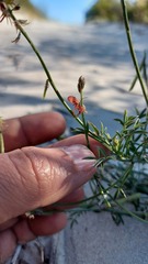 Indigofera heterophylla