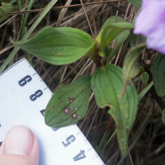 Melastoma septemnervium