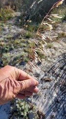 Ehrharta villosa