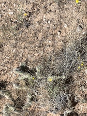 Baileya multiradiata