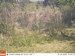 Centropus superciliosus burchellii